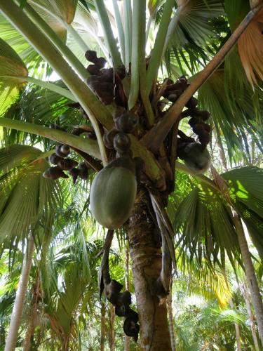 Coco de Mer Palme im Naturreservat Fond Ferdinand, Praslin